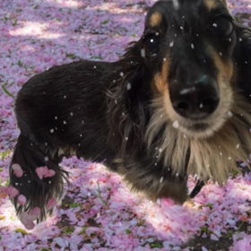 新たな試みの画像