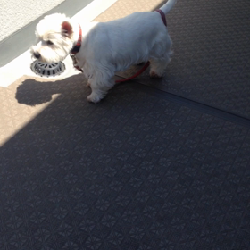 過保護だった飼い主の画像