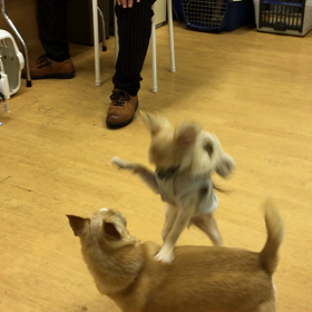 蘭丸も昔はこうだったのにねぇ。の画像