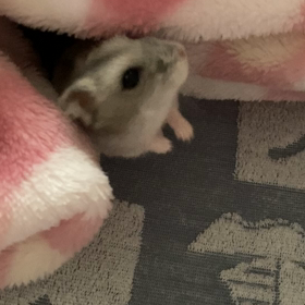 日常movie☆の画像