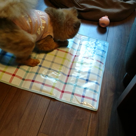 今日もブタとの画像