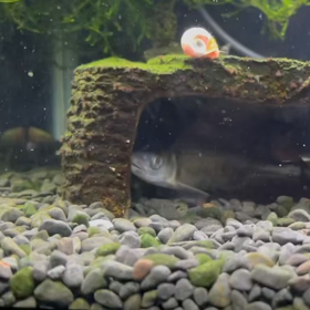 絶賛繁殖中の画像