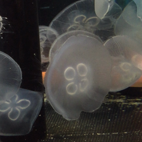 お花模様のクラゲ♡の画像