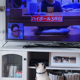TVに夢中の猫の画像