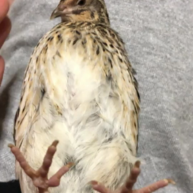 仰向けもできるウズラさんの画像