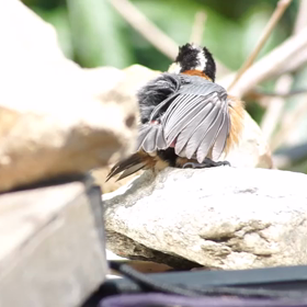 自宅でバードウォッチング　～ヤマガラ・日向ぼっこ(^^♪～の画像