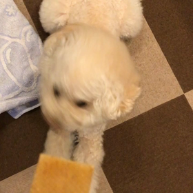 新しいヒマチーの画像