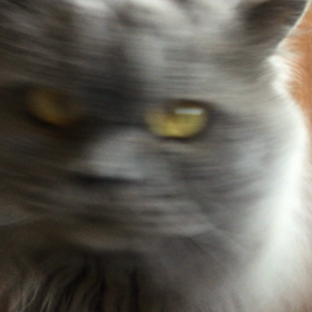 ササミ大好きの画像