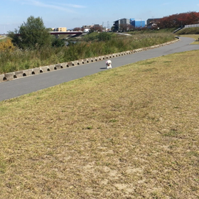 ノ  ーリードは無理？の画像