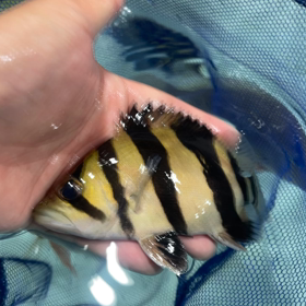リアルバンド 発送！！の画像