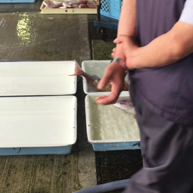 真蛸と真鯛が大漁！の画像