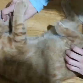 今週末からトライアルの子達の画像