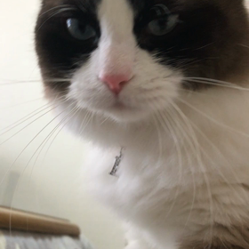 フミフミの画像