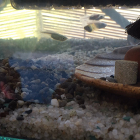 ミニ水槽and観察箱の画像