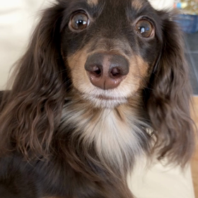 愛犬…単純な遊びが大好き（動画）の画像