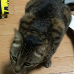 コロコロ 大好き にゃんこの画像