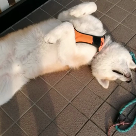 「さわやか」ではなく、「すがすがしい」朝‼️さわやかは秋の季語だって。未来丸はいつものようにの画像