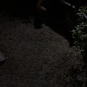 あまりに煩いのでの画像