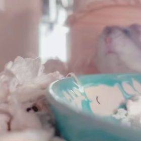 ハムスターの画像