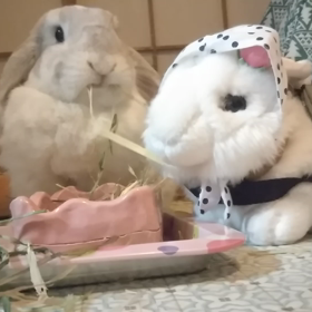 つんつんの画像