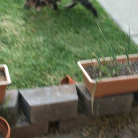 キンキン元気いっぱい！！の画像