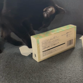 ティッシュ引き出し事件の画像