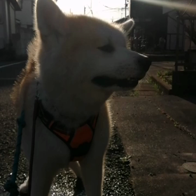 昨日の夕散歩では高齢者施設の数人に歓迎され今朝は友達のフレンチブルドックのむっちゃんの飼い主のおの画像