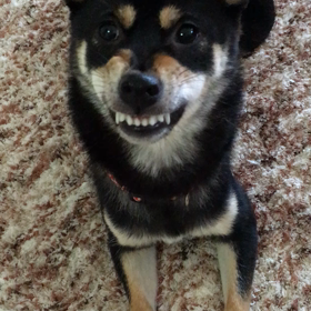 私に構うな！の画像