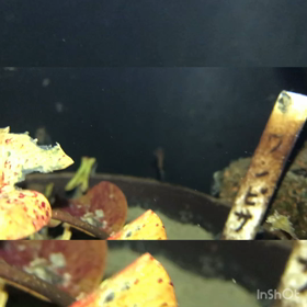 メダカ 水中鑑賞の画像