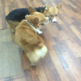 さつま君&リリーちゃんの画像