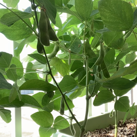 食べてみた！の画像