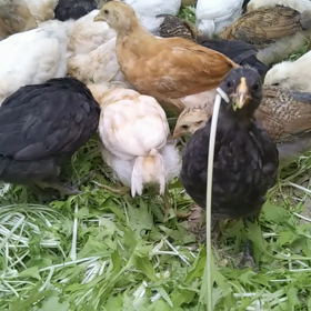 わたしたちは水菜が大好きです！！の画像