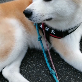 本格的な寒さ？でも最初はどうなるかと思うくらい、ゴロ寝の連続。途中秋田犬ぶん太君に吠えられたり（の画像