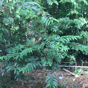 蝉の鳴き声の画像