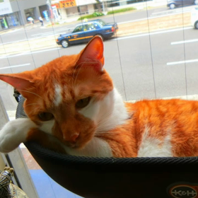 今日はノーベル賞授賞式の画像