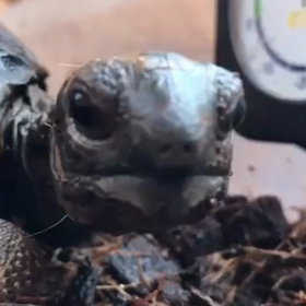 リクガメと仲良くなるために心掛けていることの画像