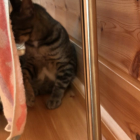 保護ネコ　ペロ君！の画像