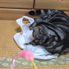 シナモン(=^ェ^=)の画像