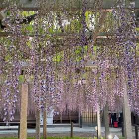 草津市の三大神社　藤棚の動画の画像