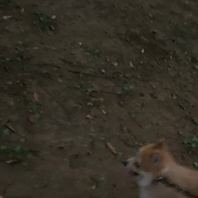 8月12日10わんこと1時間30分遠足　代々木公園表参道の画像