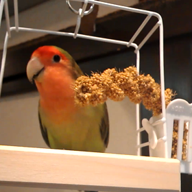 粟穂バーの画像