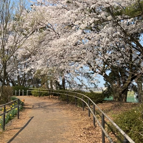 桜と鶏の画像