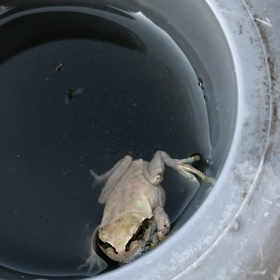 夜勤前に撮影したじょもうアパートで飼いたいじょの画像