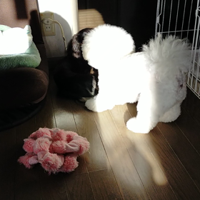 今日のはなちゃん1155、モモちゃん1107の画像