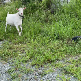 三連休も終わり…の画像