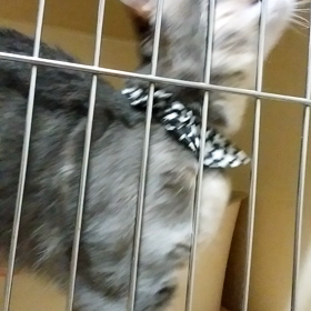 お泊まり★レオくんの画像