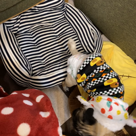 落ちついて過ごせてます✩.*˚の画像