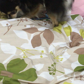 のんびりの画像