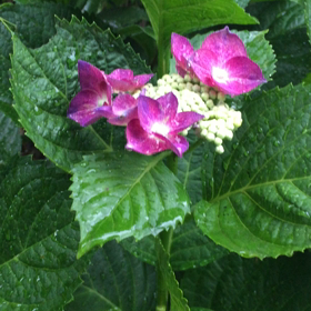 まさしく恵みの雨の画像