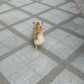 ご機嫌ウォークの画像